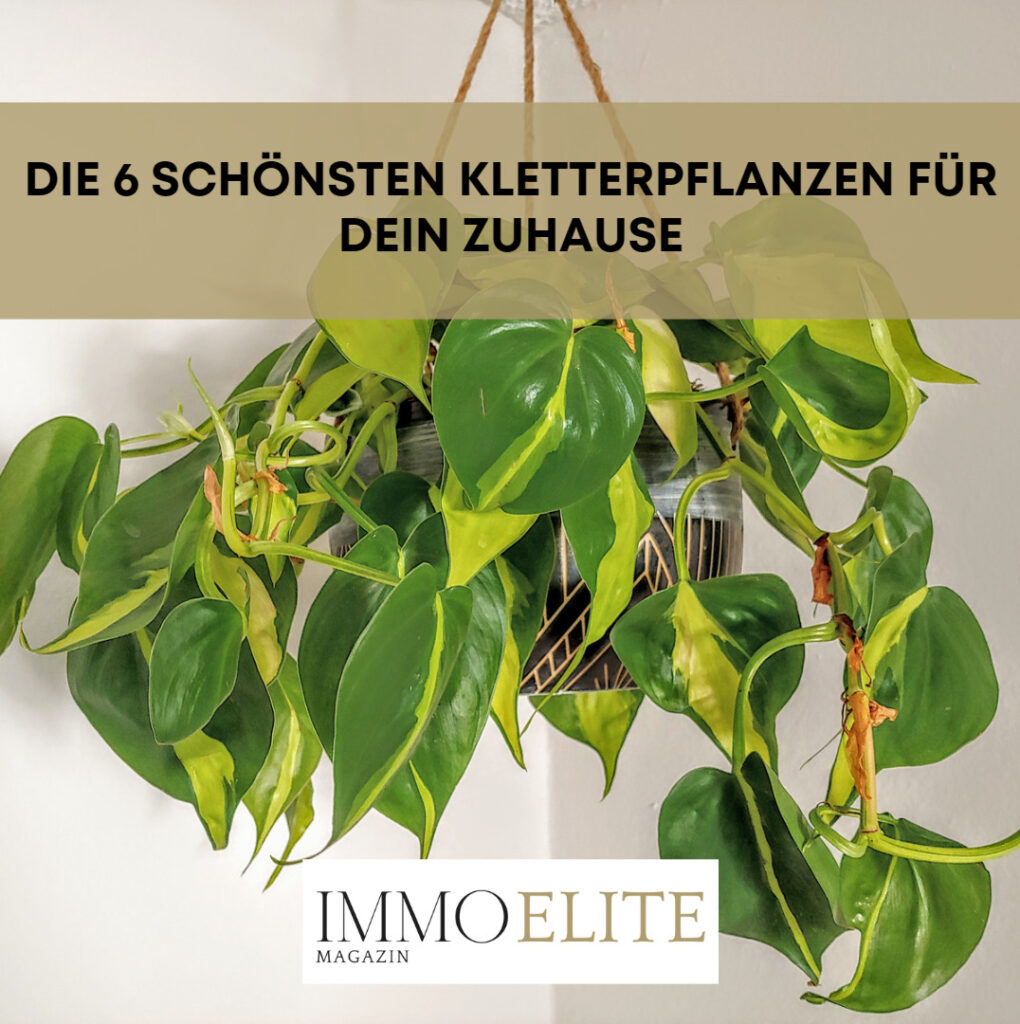 Die 6 schönsten Kletterpflanzen für dein Zuhause Pflege