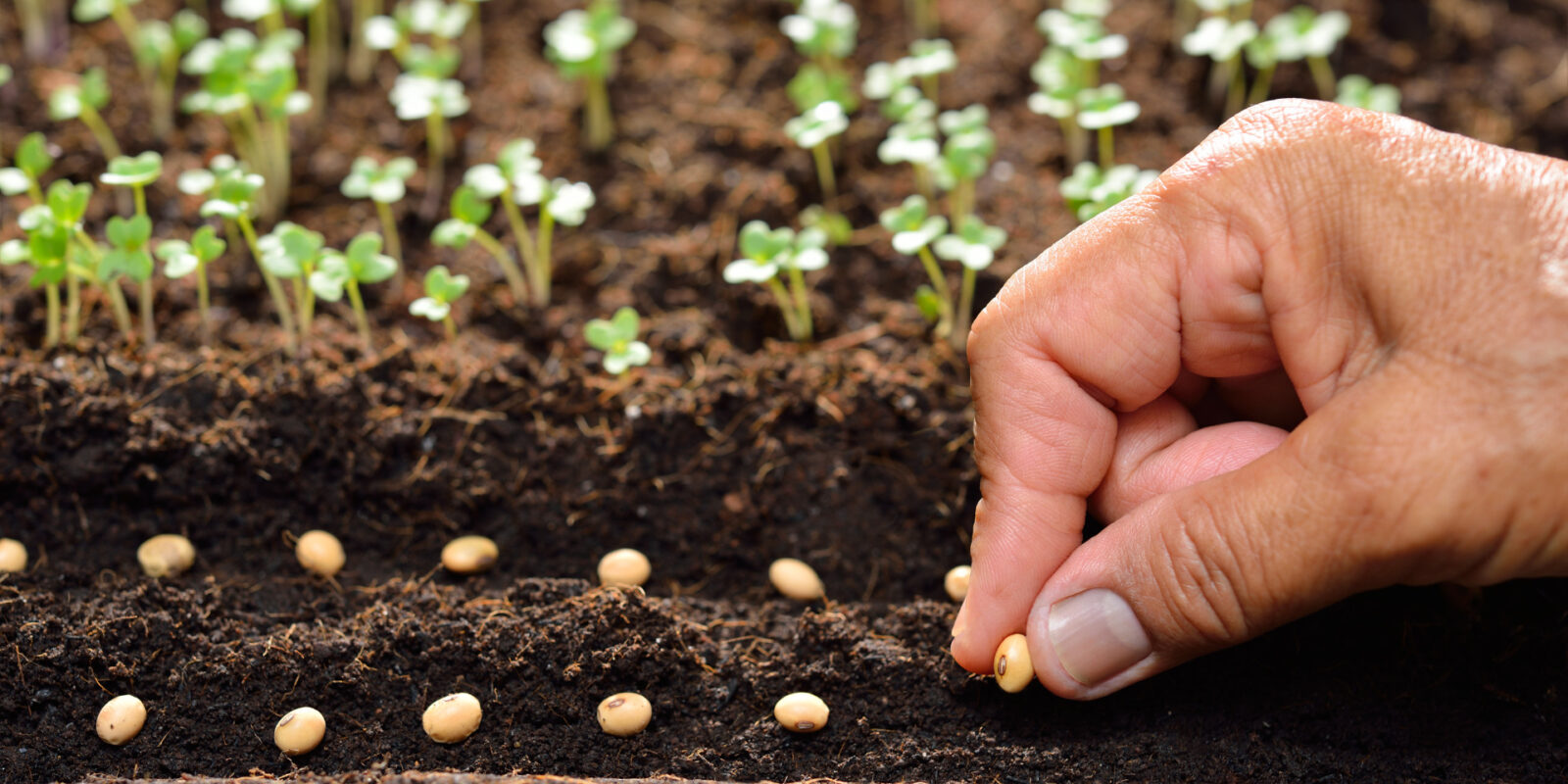 Gemüseaussaat leicht gemacht Henry Neuhausers Tipps für einen erfolgreichen Start in den Gartensommer