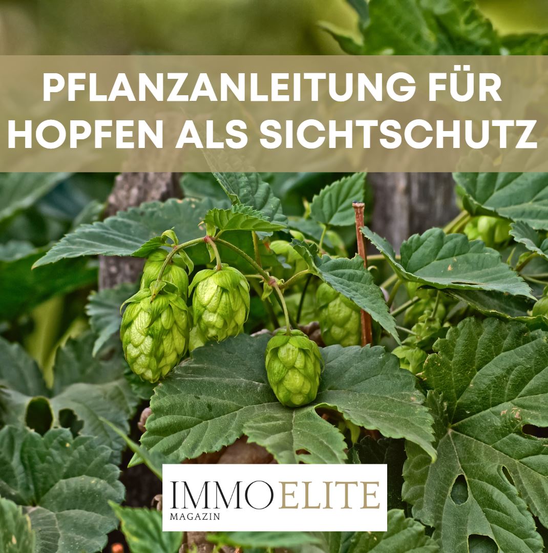 Pflanzanleitung für Hopfen als Sichtschutz