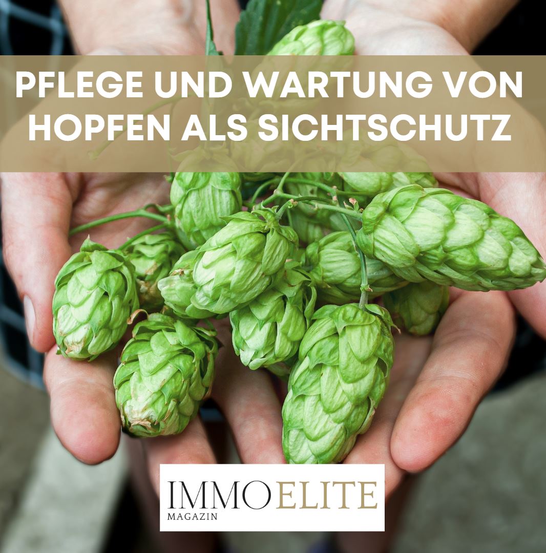 Pflege und Wartung von Hopfen als Sichtschutz