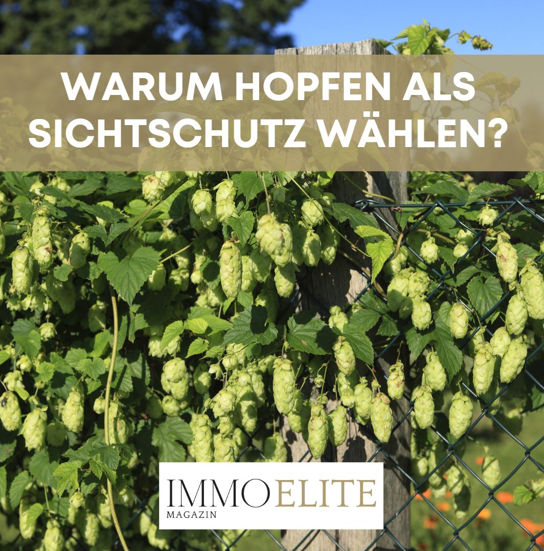 Warum Hopfen als Sichtschutz wählen