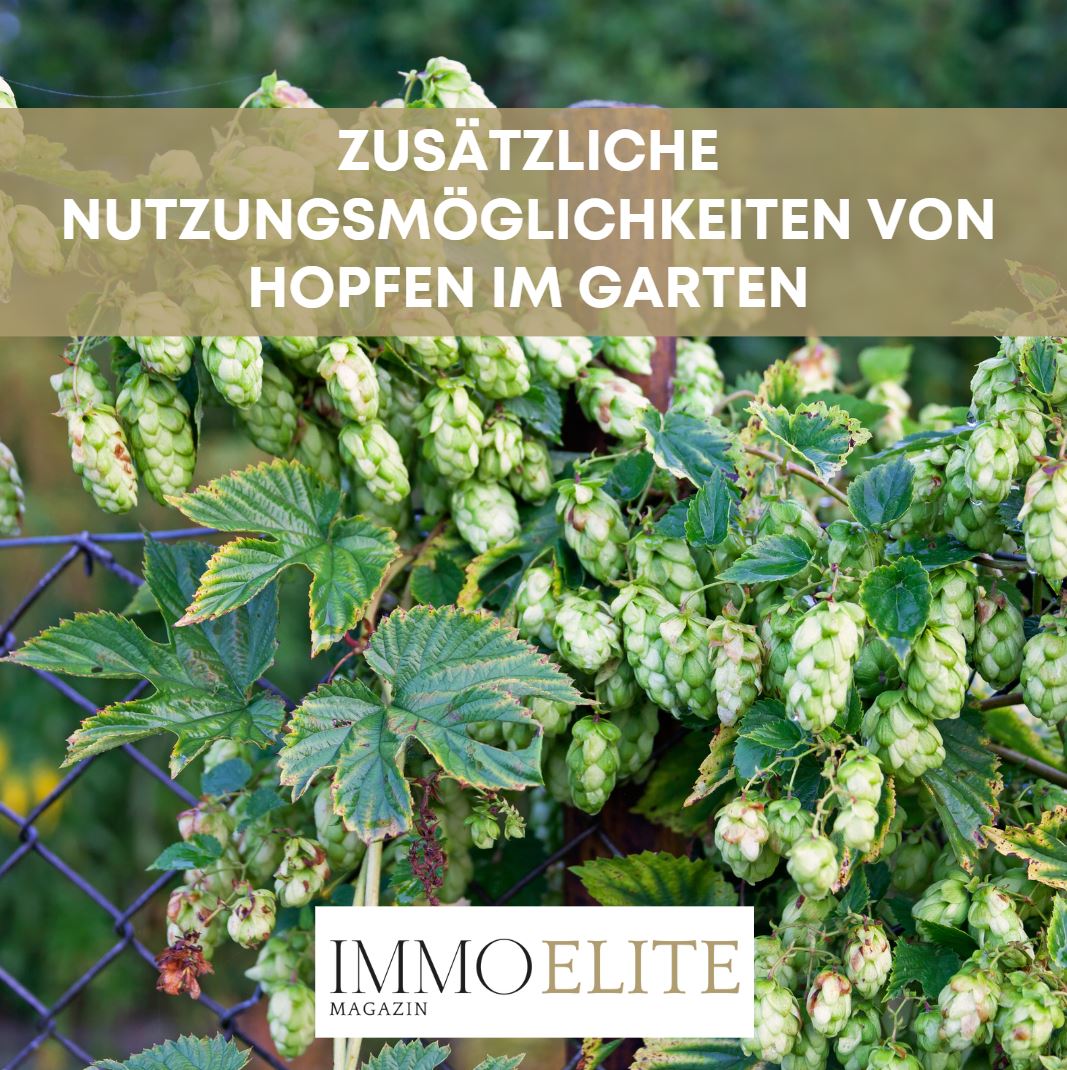 Zusätzliche Nutzungsmöglichkeiten von Hopfen im Garten