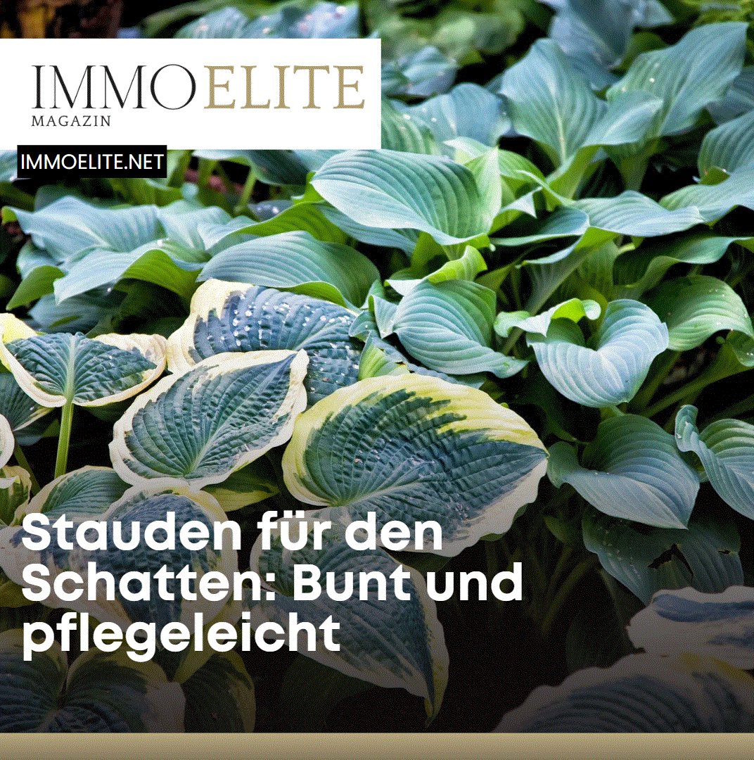 Stauden für den Schatten Bunt und pflegeleicht