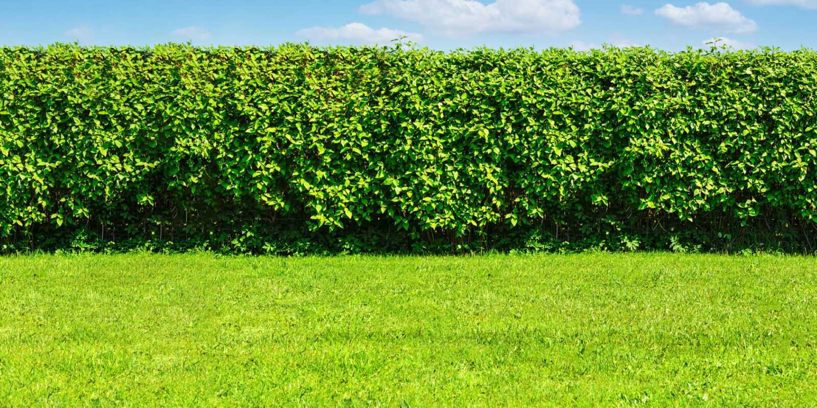 Hecke die nicht geschnitten werden muss Die besten Alternativen für deinen Garten