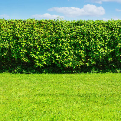 Hecke die nicht geschnitten werden muss Die besten Alternativen für deinen Garten