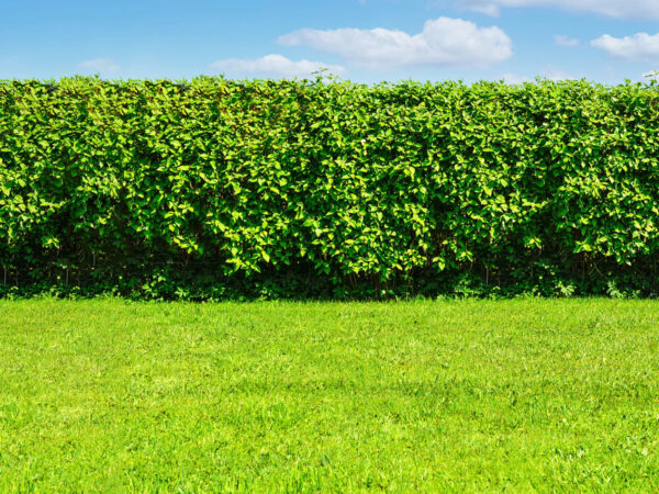 Hecke die nicht geschnitten werden muss Die besten Alternativen für deinen Garten
