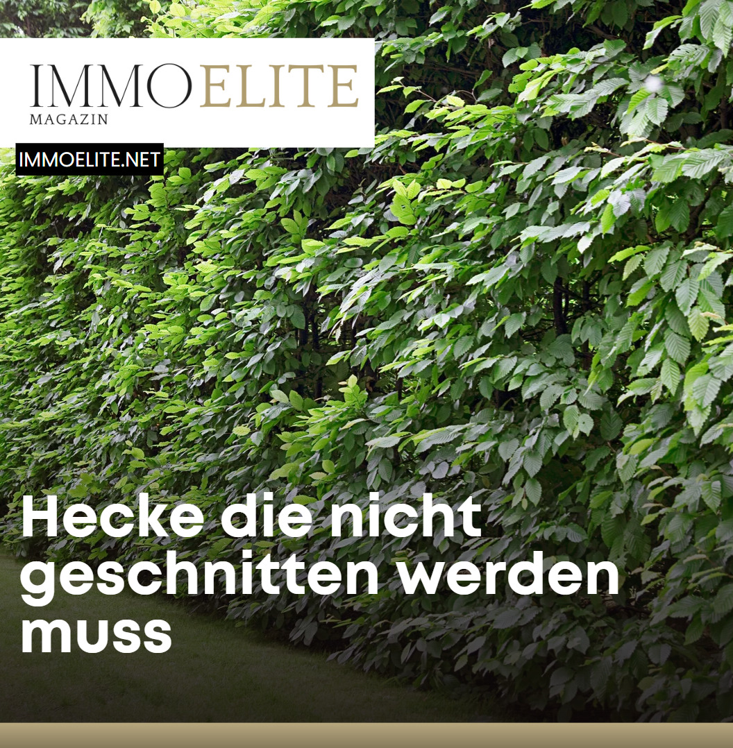 Hecke die nicht geschnitten werden muss verschiedene Heckenarten