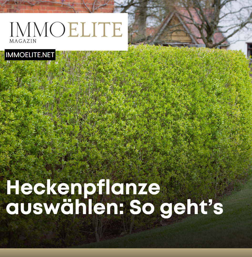 Heckenpflanze auswählen So geht’s