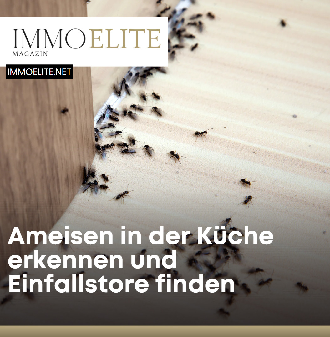 Ameisen in der Küche erkennen und Einfallstore finden