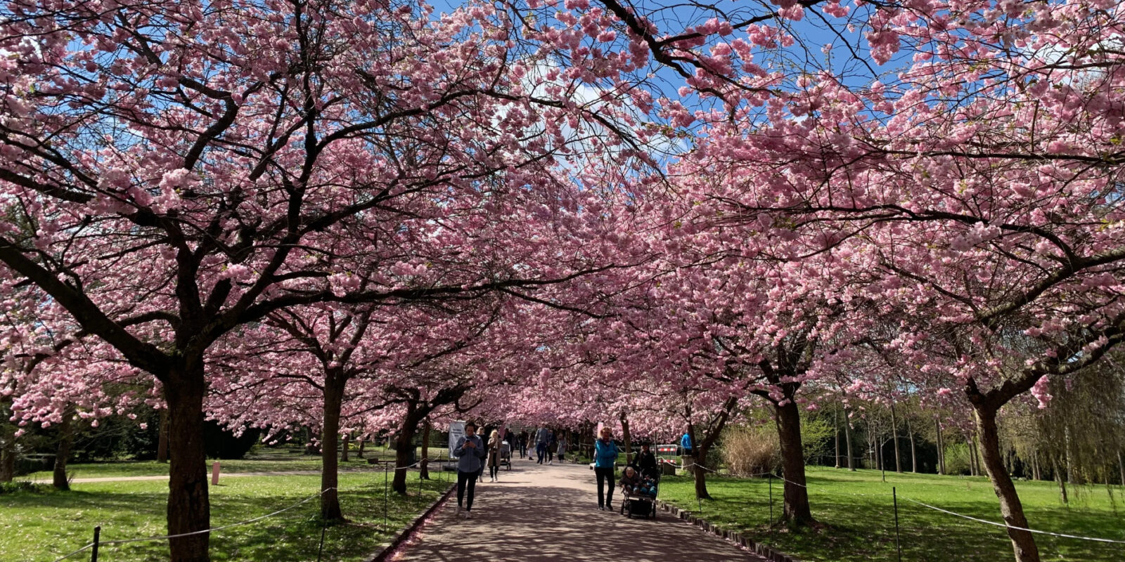 Baum mit rosa Blüten So bringen Sie Farbe in Ihren Garten