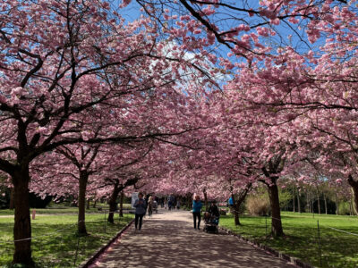 Baum mit rosa Blüten So bringen Sie Farbe in Ihren Garten