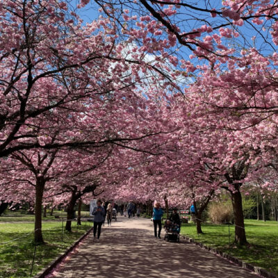 Baum mit rosa Blüten So bringen Sie Farbe in Ihren Garten