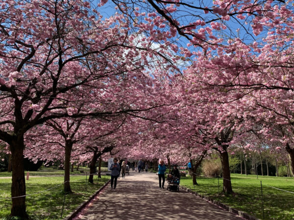 Baum mit rosa Blüten So bringen Sie Farbe in Ihren Garten