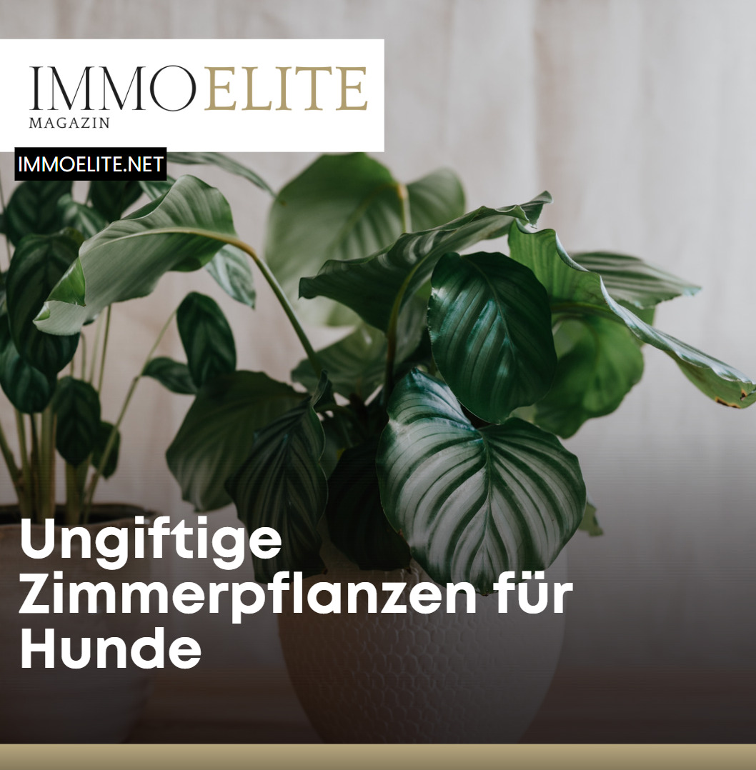 Ungiftige Zimmerpflanzen für Hunde