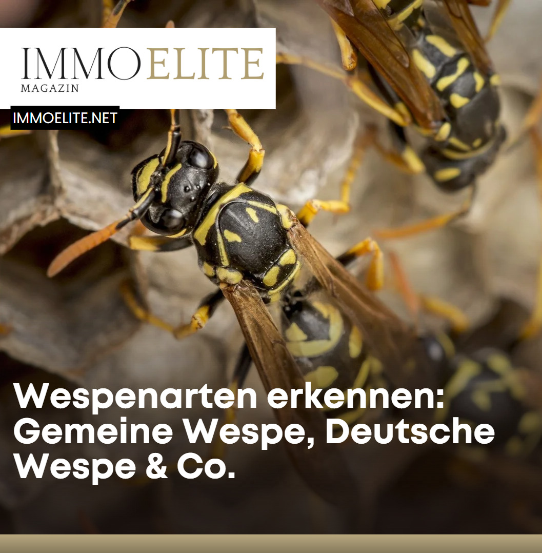 Wespenarten erkennen Gemeine Wespe, Deutsche Wespe & Co.