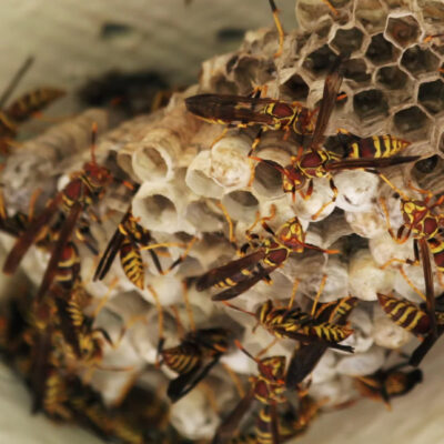 Wespennest selbst entfernen mit Hausmitteln – so vertreibst du Wespen richtig