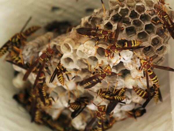 Wespennest selbst entfernen mit Hausmitteln – so vertreibst du Wespen richtig
