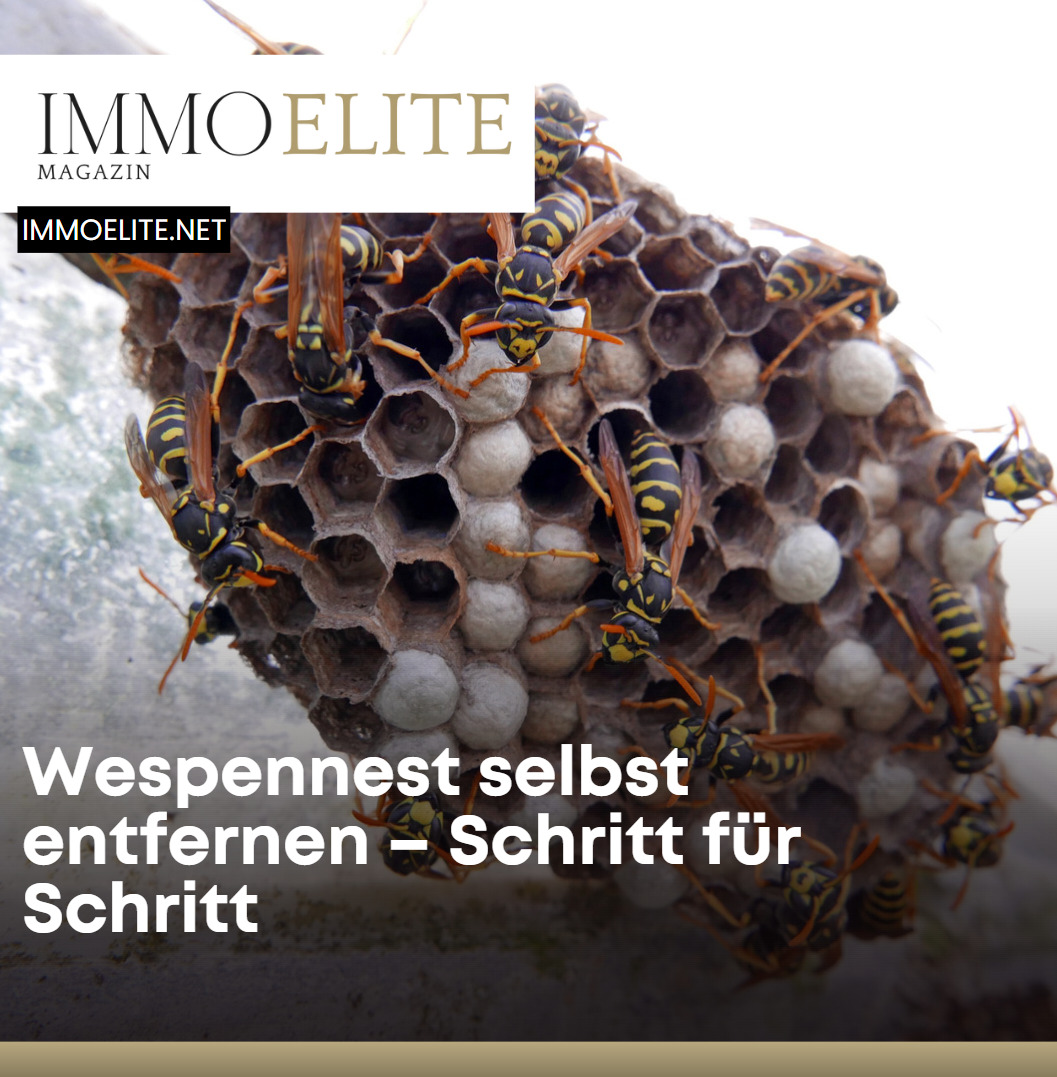 Wespennest selbst entfernen – Schritt für Schritt