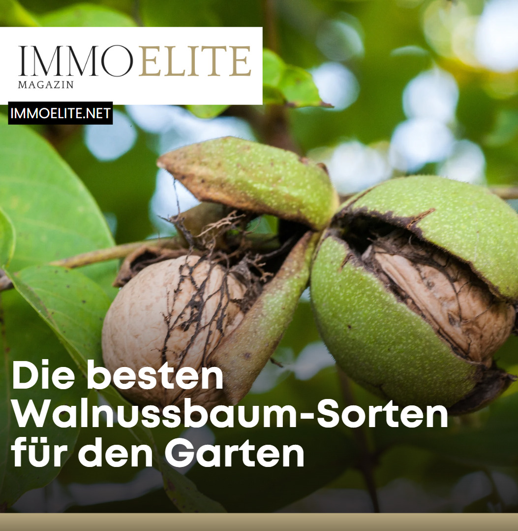 Die besten Walnussbaum-Sorten für den Garten