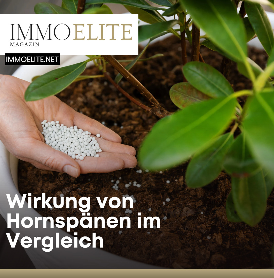 calla pflanze zimmerpflanze Blumenzwiebeln Calla Mischung (2 weiße Snowstar + 2 schwarze Cantor) (x4) -  Zantedeschia snowstar cantor