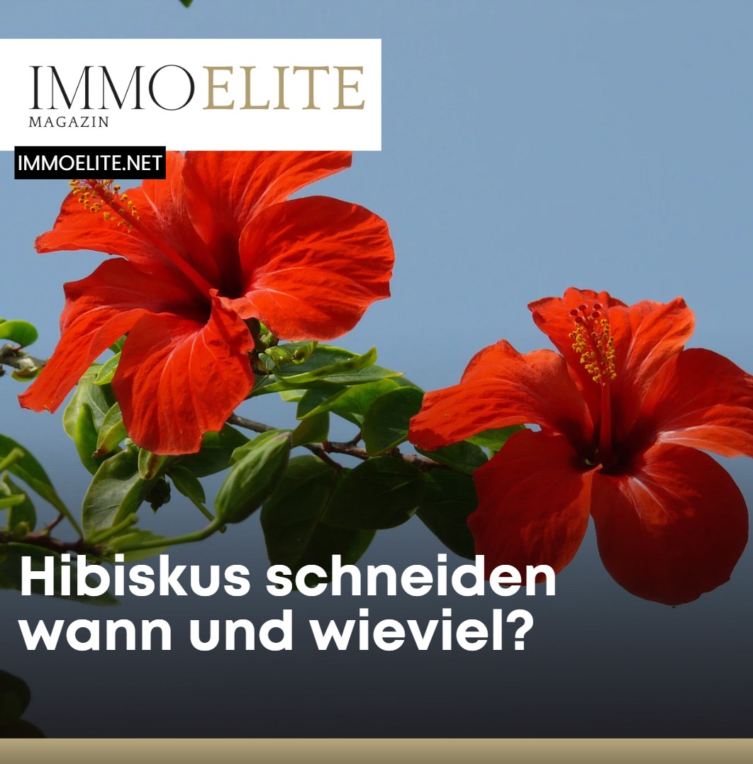 Hibiskus schneiden wann und wieviel zur Bltenpracht